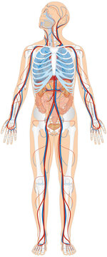 Grafik der Anatomie des Menschen - Verdauungsorgane, Atmungsorgane, Skelett und Blutgefäße Blutgefäßsystem mit Herz - Lungenkreislauf und Körperkreislauf