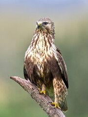Rough-legged buzzard (Buteo lagopus)