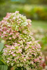 Large-leaved hydrangea of the Endless Summer variety at the end of flowering in October.