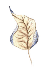 Dried leaf watercolor illustration.