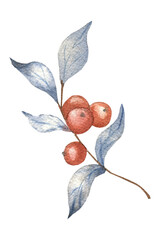 Twig with red berries watercolor illustration.