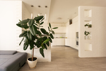 large green ficus in a pot on the floor