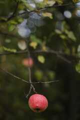  Apple hanging on the branch in the apple orchad during autum. Big red delicious apple on a tree branch in the fruit garden at Fall Harvest. Autumn cloudy day, soft shadow.