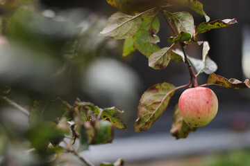  Apple hanging on the branch in the apple orchad during autum. Big red delicious apple on a tree branch in the fruit garden at Fall Harvest. Autumn cloudy day, soft shadow.