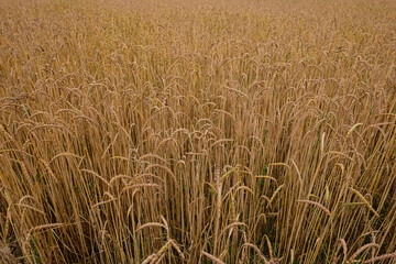 Golden field of wheat plants