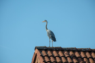 Gray heron bird standing on a roof with blue sky