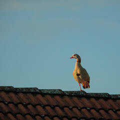 Egyptian goose bird is standing with one feet  on german house roof