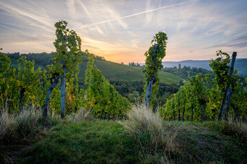 Vineyard landscape scenic in the early morning in Germany