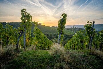 Early morning vineyard beauty landscape in Germany