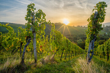 Morning sun with star in vineyard landscape in Germany