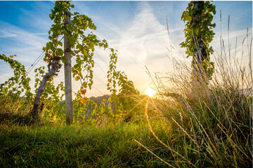 Sun star in countryside vineyard in Germany