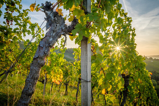 Vine with gnarrled bark and sunrise in vineyard Germany