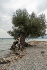 Fototapeta premium Crazy tree at the lake of Constance in Bregenz in Austria