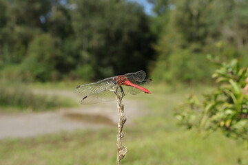 Sympétrum sanguin (Sympetrum sanguineum)
Sympetrum sanguineum on an unidentified flower or plant