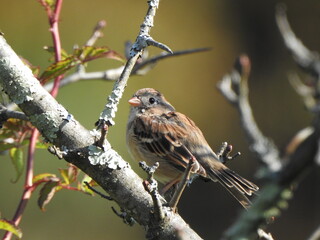 A field sparrow perched on a tree branch in the woodlands of the Elk State Forest, Cameron County, Pennsylvania.