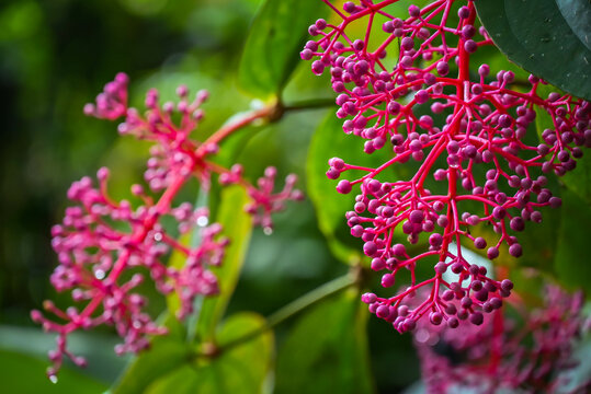 Medinilla speciosa with out-of-focus background