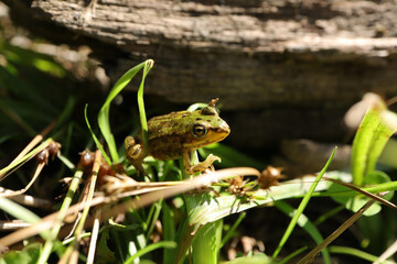 Grenouille verte (Pelophylax kl. esculentus)
Pelophylax kl. Esculentus in its natural element
