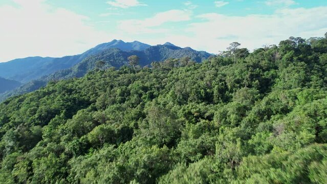 Aerial drone shot over primary Jungle tropical rain forest in Nan, Thailand. Aerial view, moving over a rainforest tree canopy in a slow pace beautiful green nature background of a tropical forest.