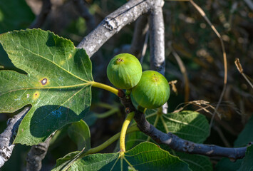green figs on tree branches