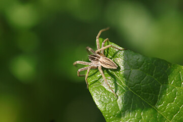 Pisaure admirable (Pisaura mirabilis)
Pisaura mirabilis in its natural element