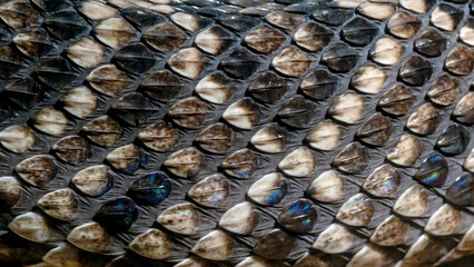 Closeup background texture of western diamond back rattle snake scales - Powered by Adobe