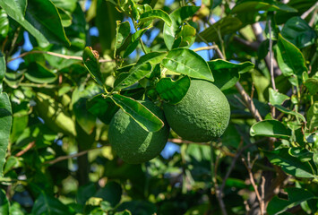 oranges ripen on the branches 2