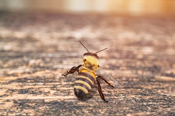 Wild beautiful honey bee on background