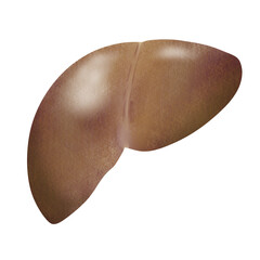 リアルな脂肪肝のイラスト - obrazy, fototapety, plakaty