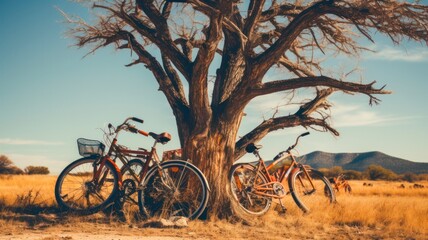 Quirky Scene in West Texas: Bicycles Playfully Perched in a Tree in Alpine