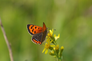 Cuivré commun --- Bronzé (Lycaena phlaeas)
Lycaena phlaeas on an unidentified flower or plant