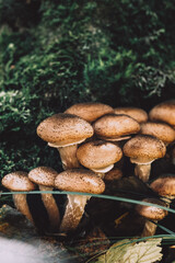Honey mushrooms grow in the forest during autumn months