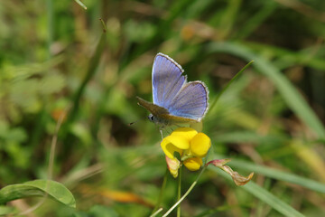 Argus bleu --- Azuré commun (Polyommatus icarus)
Polyommatus icarus on an unidentified flower or plant