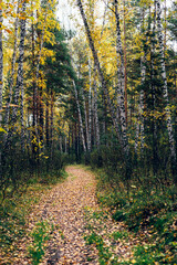 Autumn forest with yellow birches and pines