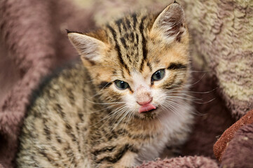 junge und süßes Katzenbaby Tabby liegt in einer Decke eingekuschelt