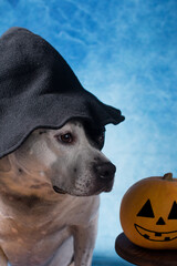 a dog in a witch costume for Halloween. Costume Carnival