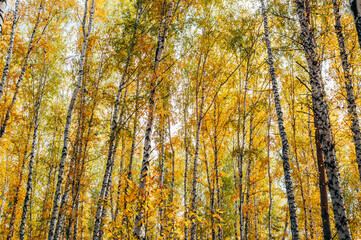 Fototapeta premium Autumn forest with yellow birches and pines