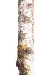 Birch tree trunk isolated on white background