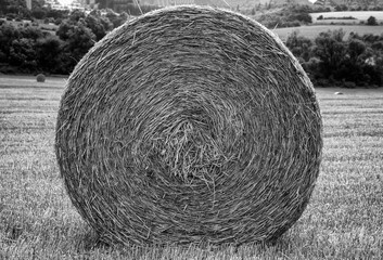 Big bales of hay on the field after harvest. Black and white