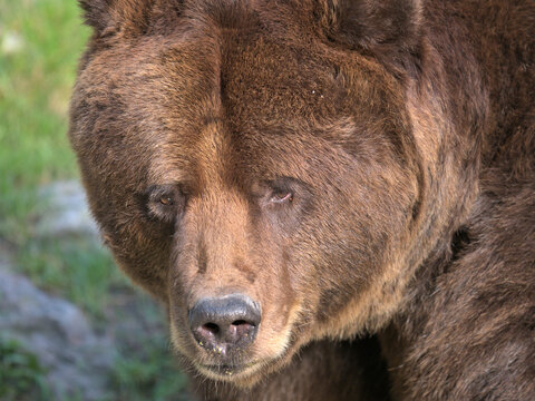 Braunb&auml;r vor dem Winterschlaf
