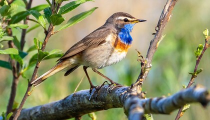 Obraz premium bluethroat in a branch