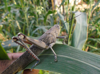 close up of locust grasshopper on the grass leaf farm outdoor