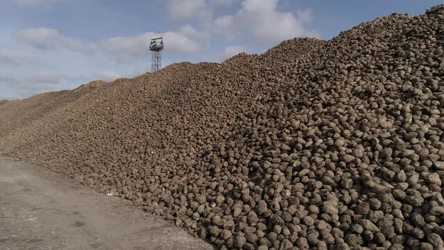 The sugar beet harvest is stacked in large piles. Sweet root harvesting season in the agricultural industry. Aerial view.