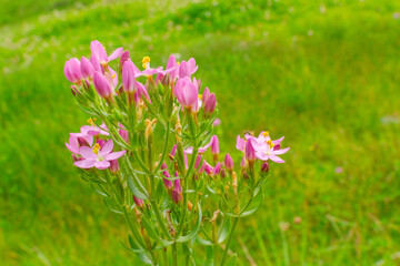 Fototapeta premium pink flowers in the garden