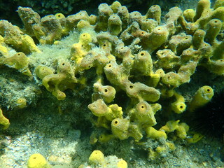 Obraz na płótnie Canvas Yellow tube sponge or Aureate sponge (Aplysina aerophoba) undersea, Aegean Sea, Greece, Halkidiki 