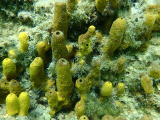 Yellow tube sponge or Aureate sponge (Aplysina aerophoba) undersea, Aegean Sea, Greece, Halkidiki
