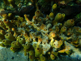 Yellow tube sponge or Aureate sponge (Aplysina aerophoba) undersea, Aegean Sea, Greece, Halkidiki
