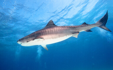 Tiger shark, Caribbean sea, Bahamas.
