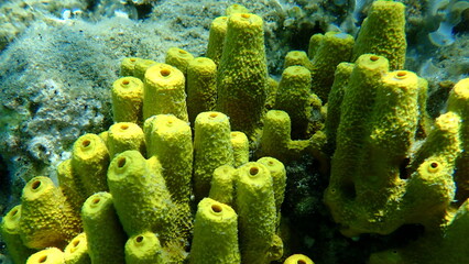 Yellow tube sponge or Aureate sponge (Aplysina aerophoba) undersea, Aegean Sea, Greece, Halkidiki
