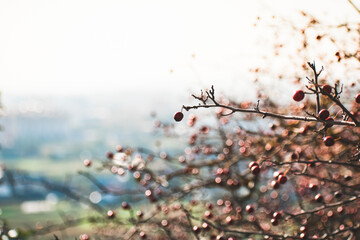 many small red berries grow on the tree