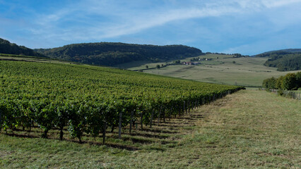 Fototapeta na wymiar Weinbaugebiet 